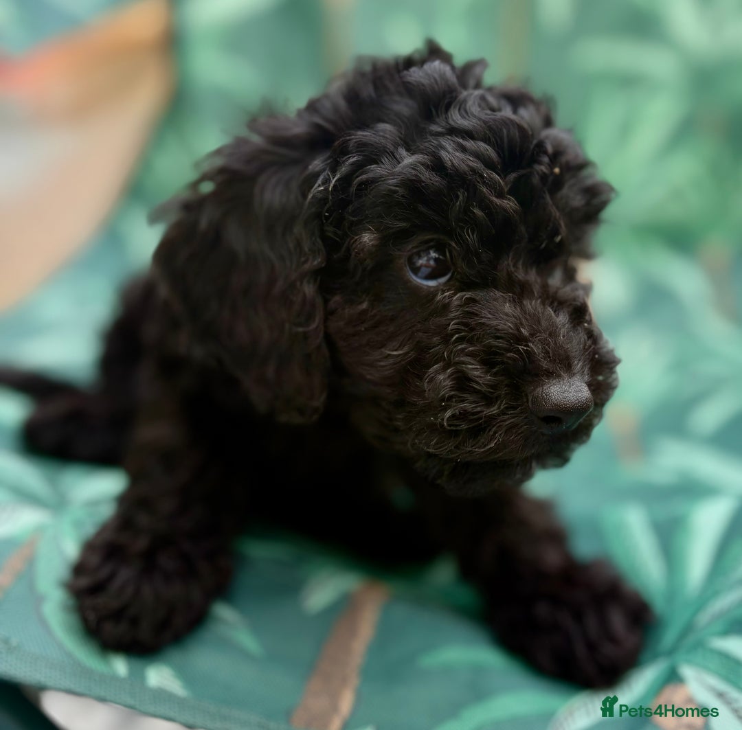 Cockapoo dogs for sale: Cockapoo puppies - Image 2