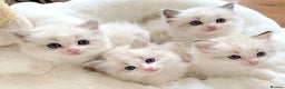 Ragdoll cats for sale: INDOOR FULL PEDIGREE RAGDOLL KITTENS - Advert 3