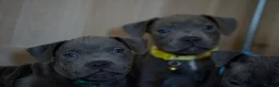 Staffordshire Bull Terrier dogs for sale: Staffordshire bull terrier puppies 🥰 - Advert 16