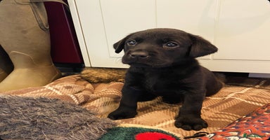Labrador Retriever dogs - Advert 11
