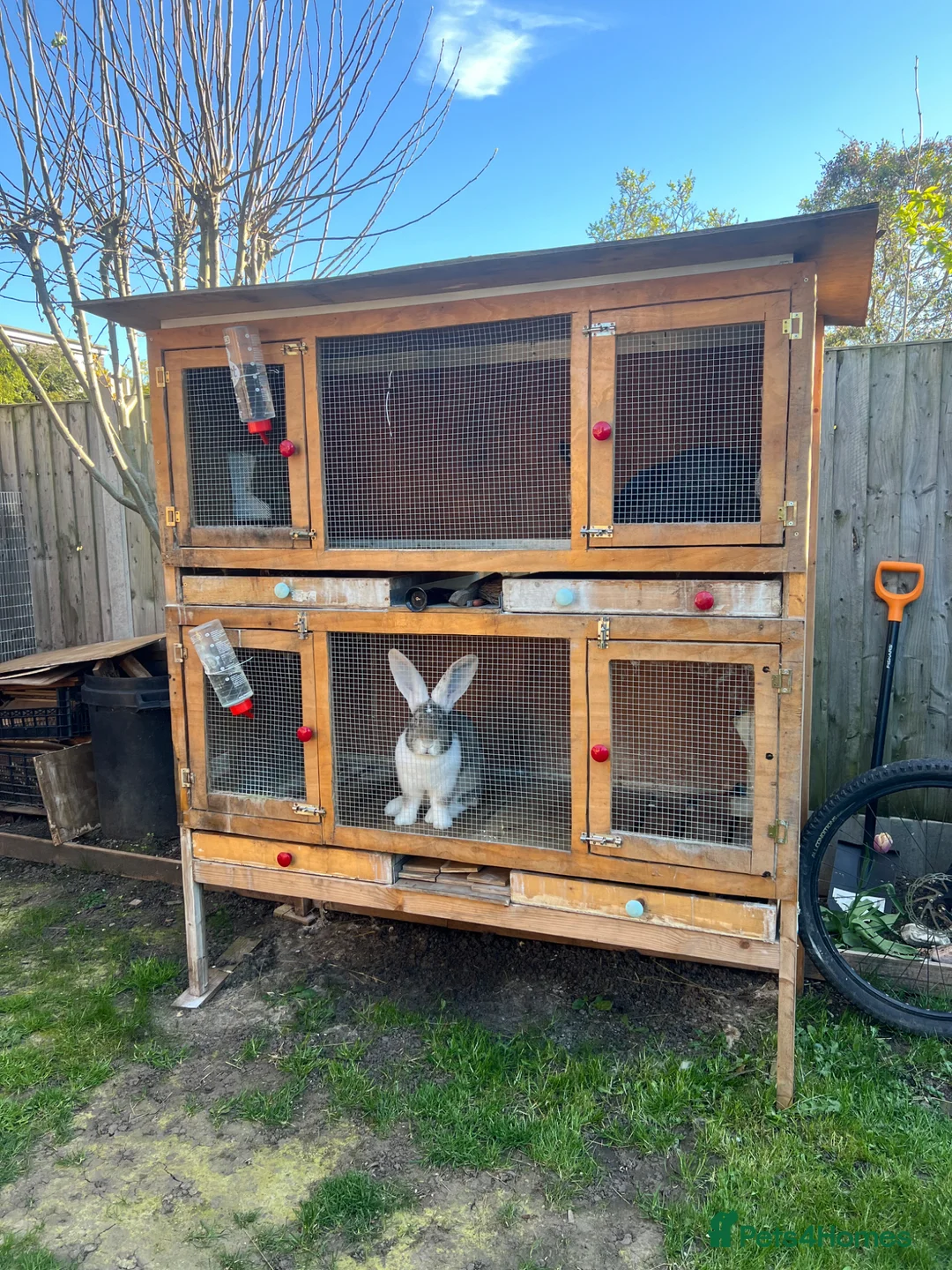 Continental Giant rabbits for sale: Continental giant rabbit - Advert 1