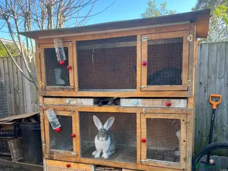 Continental Giant rabbits Continental giant rabbit - Advert 1