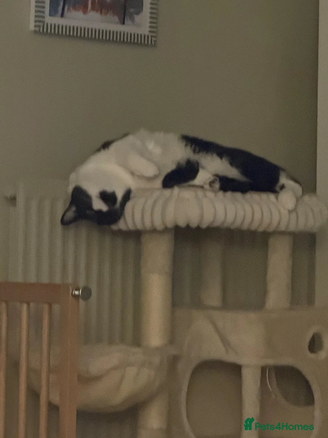 British Shorthair cats for sale: Black and white short haired cat in Bracknell - Advert 4