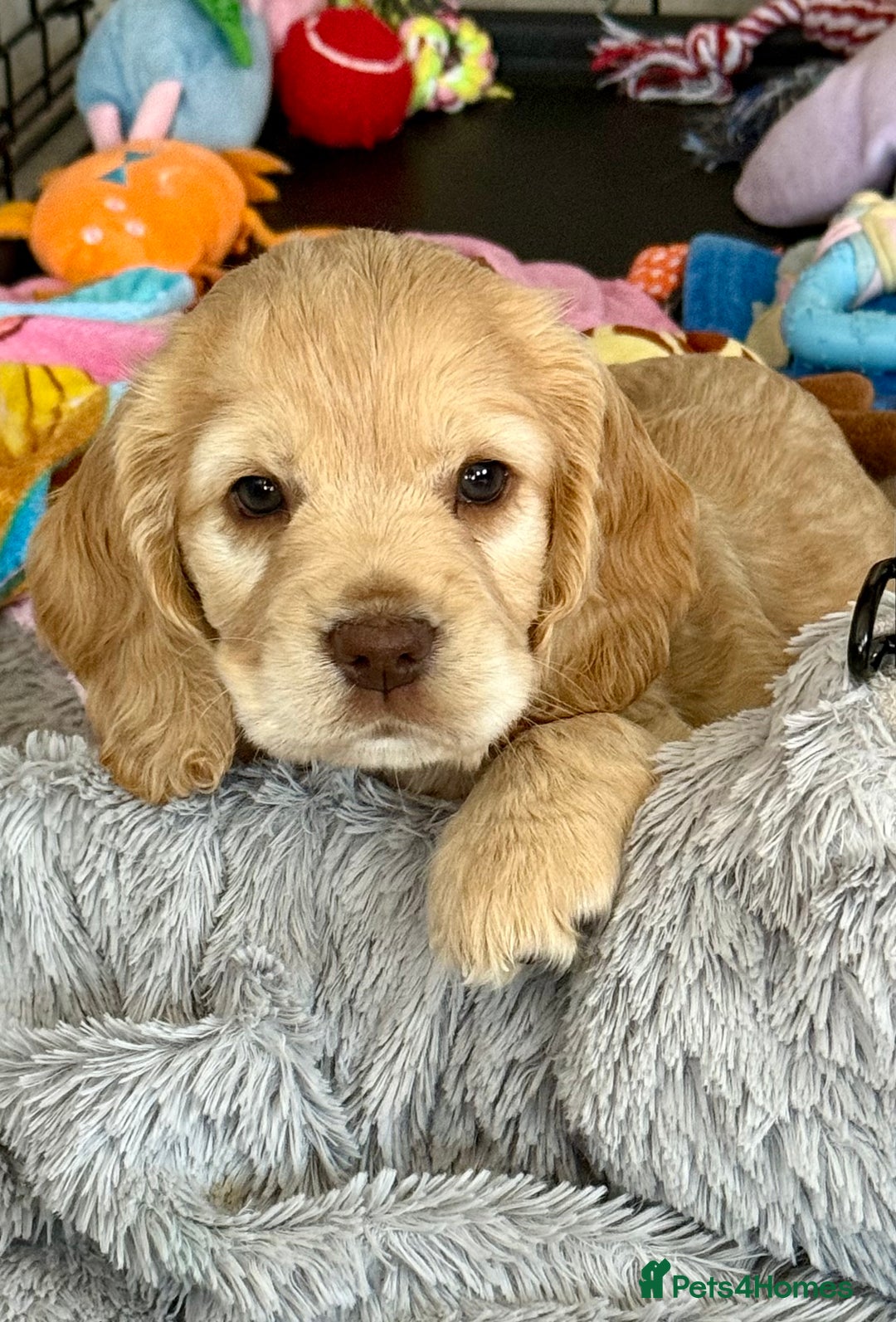 Cocker Spaniel dogs for sale: Beautiful Cocker Spaniel Pups - Image 18