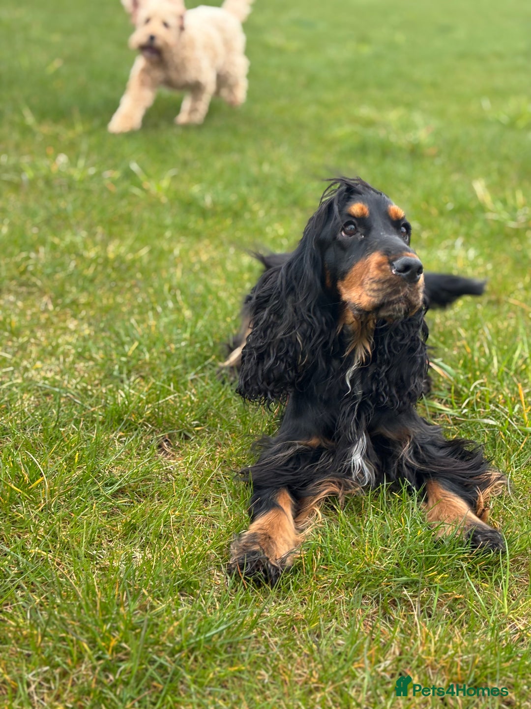 Cocker Spaniel dogs for sale: Show cocker spaniel puppies  - Advert 10