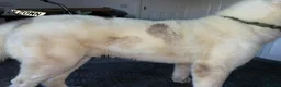 Siberian Husky dogs for stud: Siberian Husky for Stud - Advert 11