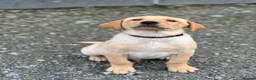 Labrador Retriever dogs for sale: 2 male Labradors - Advert 3