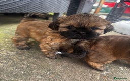 Shih Tzu dogs for sale: A girl and a boy - Image 6