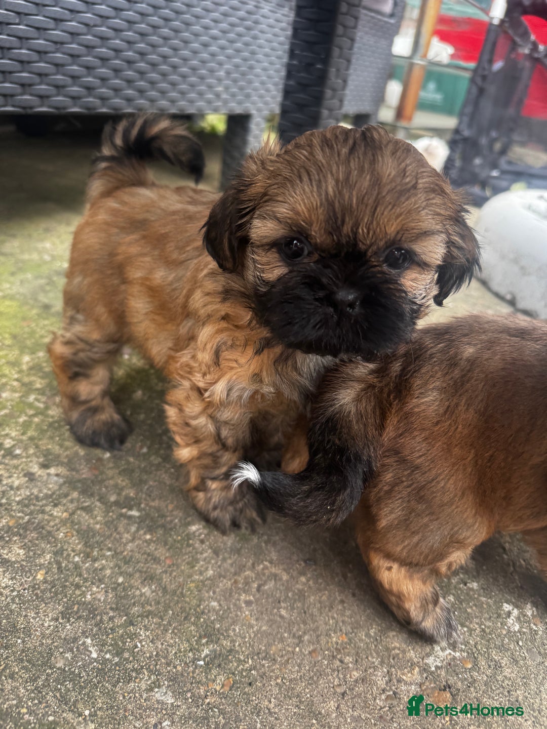 Shih Tzu dogs for sale: A girl and a boy - Image 6