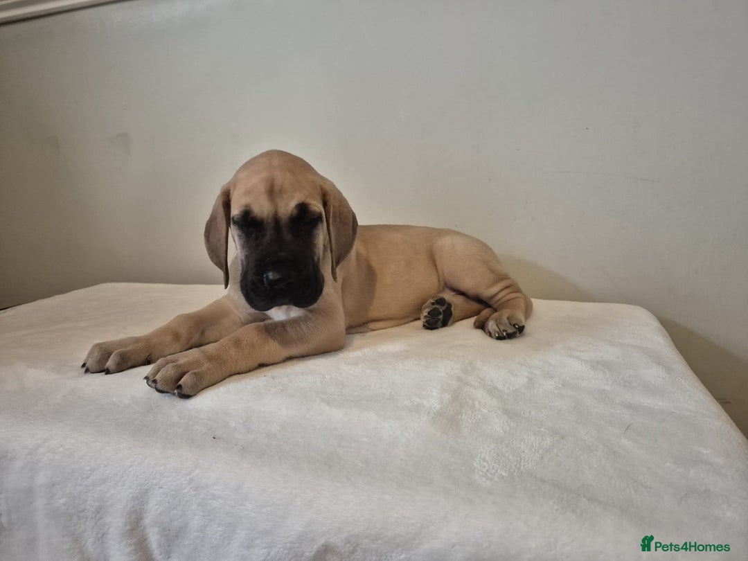 Great Dane dogs for sale: Amazing show quality Great Dane Puppies  - Advert 2