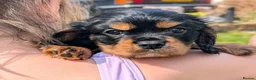 Cavalier King Charles Spaniel dogs for sale: Quality Cavalier King Charles puppy  - Advert 6