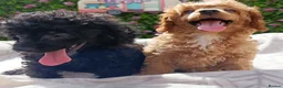 Toy Poodle dogs for sale: READY NOW HEALTH TESTED TOY POODLES KC REG  - Advert 8