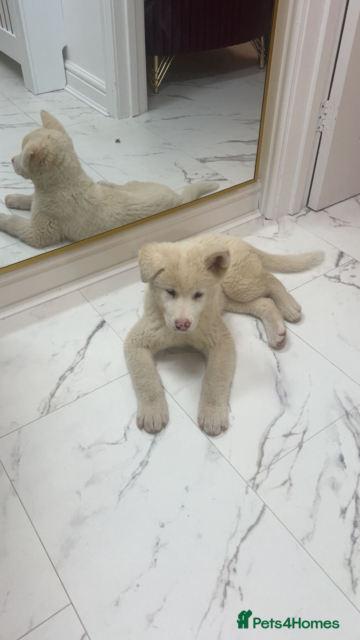Akita dogs 10 week old American Akita puppy  - Advert 4