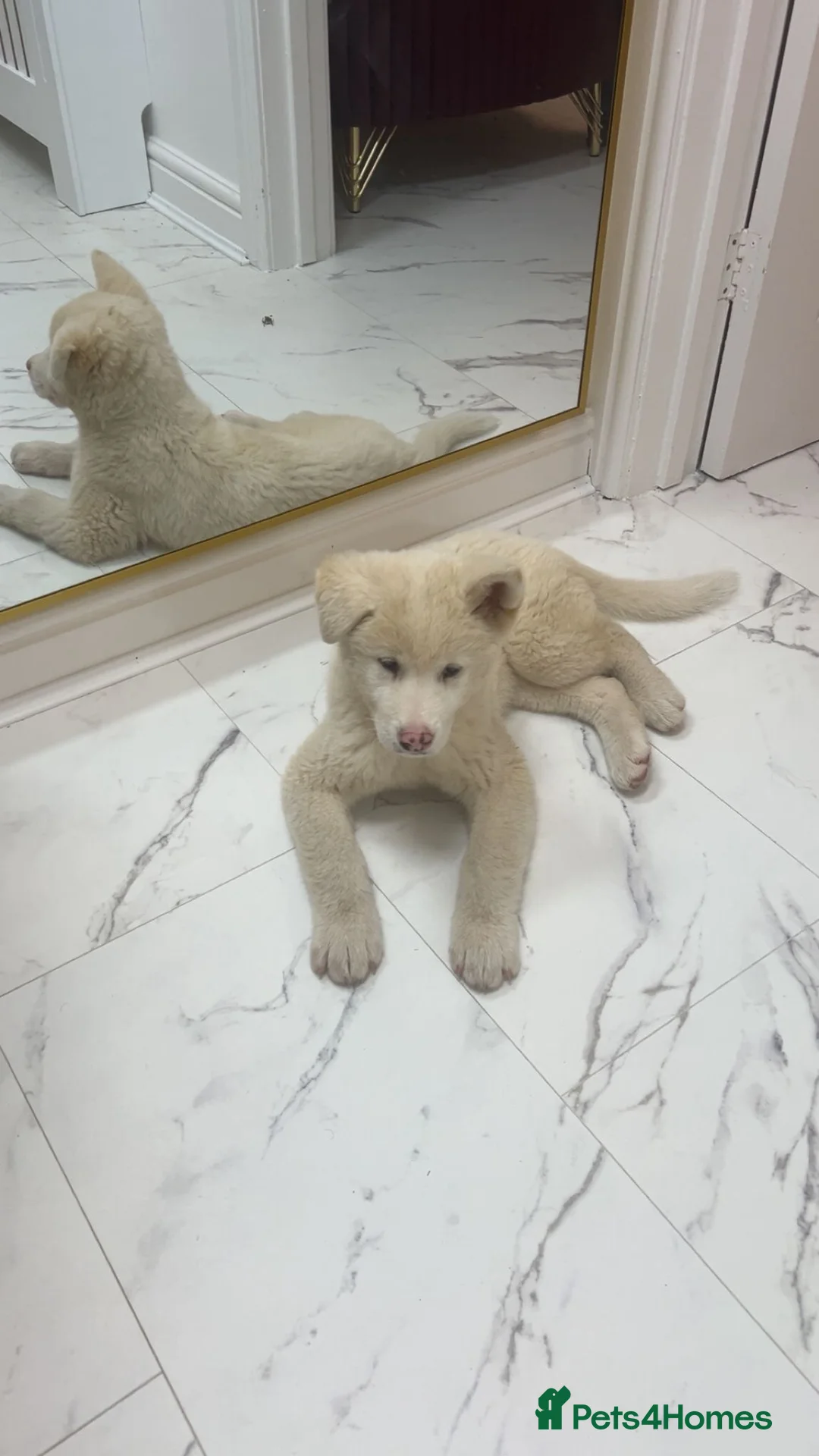 Akita dogs for sale: 10 week old American Akita puppy  in Sheffield - Advert 1