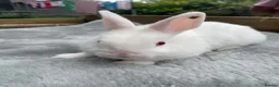 Netherland Dwarf rabbits for sale: x5 Netherland Dwarf Bunnies 🐰 - Advert 5
