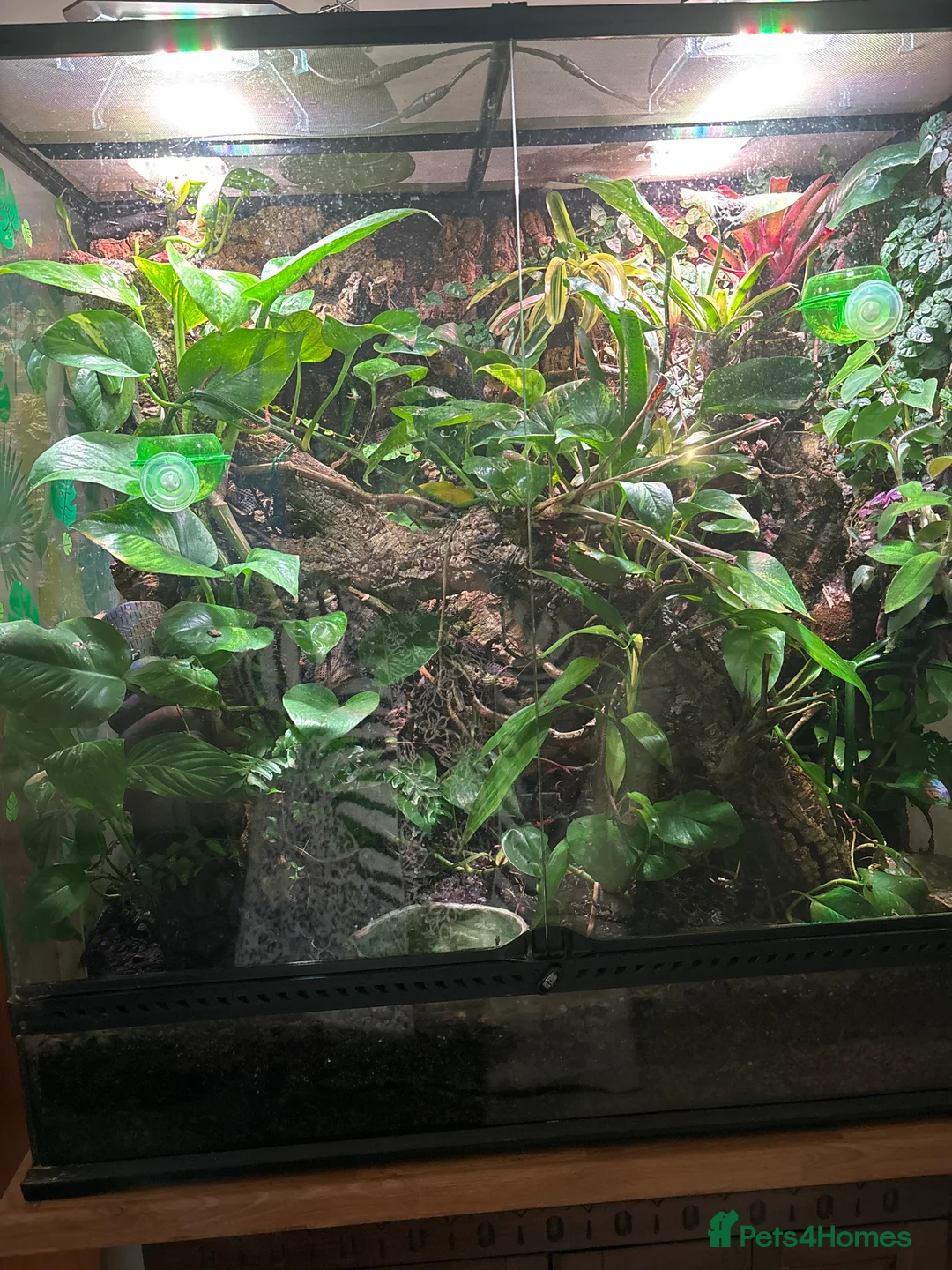 Gallery Image {{count}}