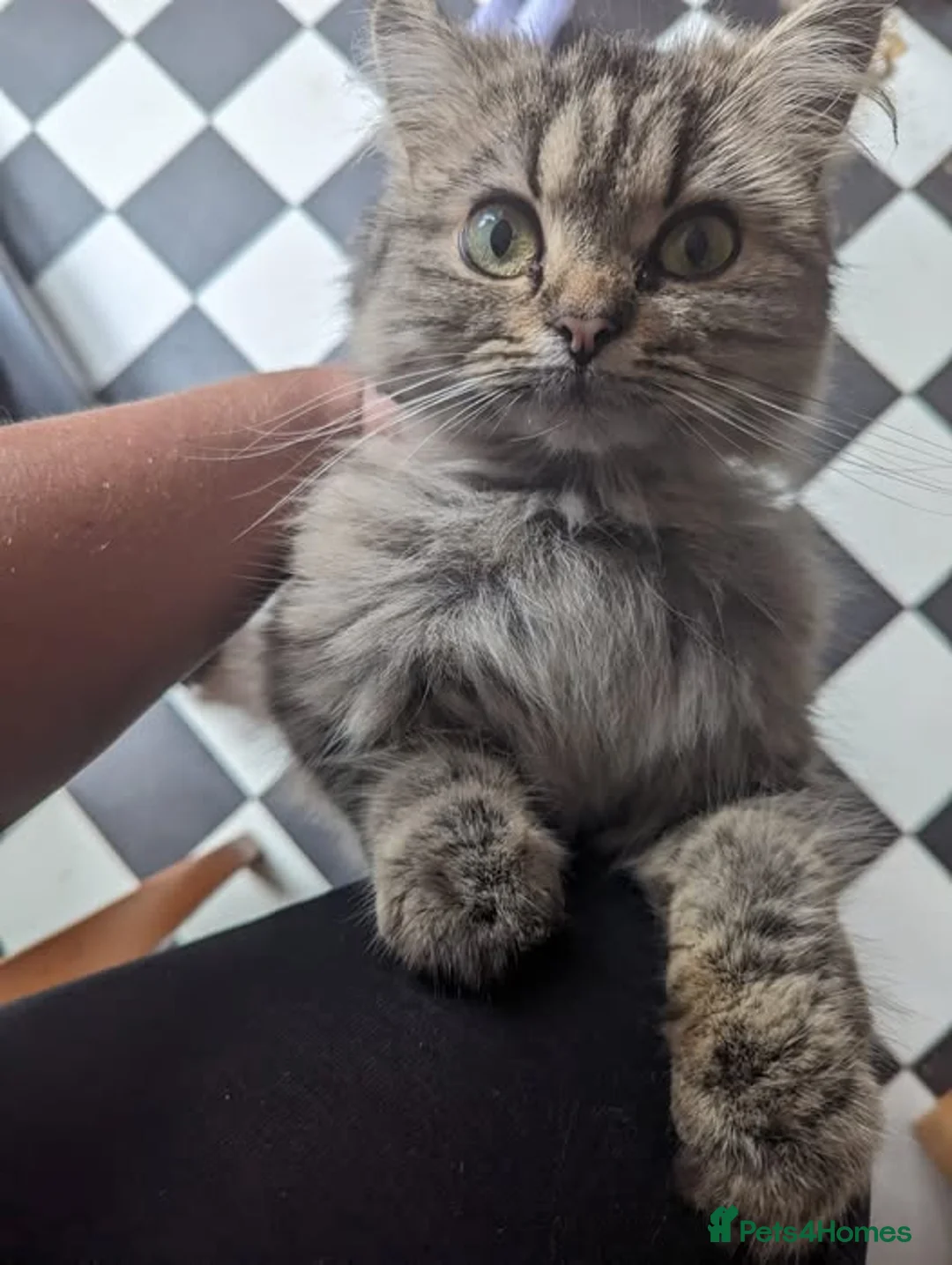 Persian cats for sale: Persian 4 year old Female Cat - Advert 2