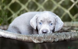 Labrador Retriever dogs for sale: Stunning litter  - Image 4