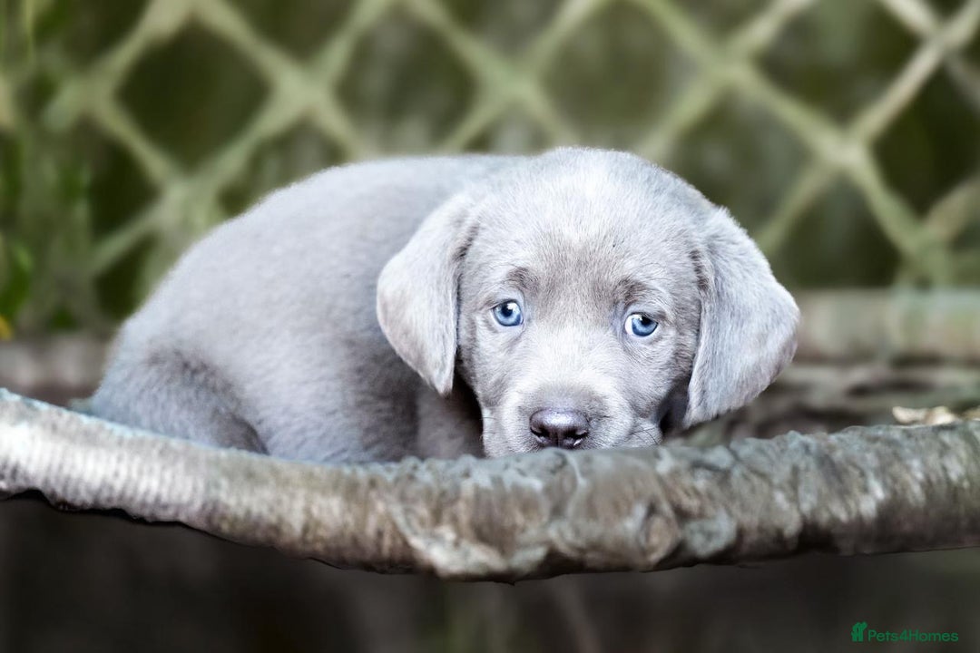 Labrador Retriever dogs for sale: Stunning litter  - Image 4