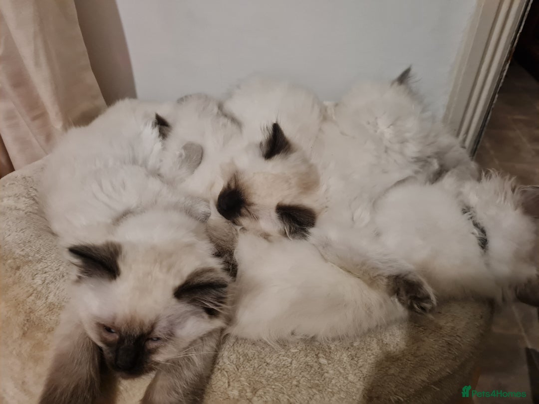 Ragdoll cats for sale: GCCF Registered Pedigree Ragdoll Kittens - Advert 7