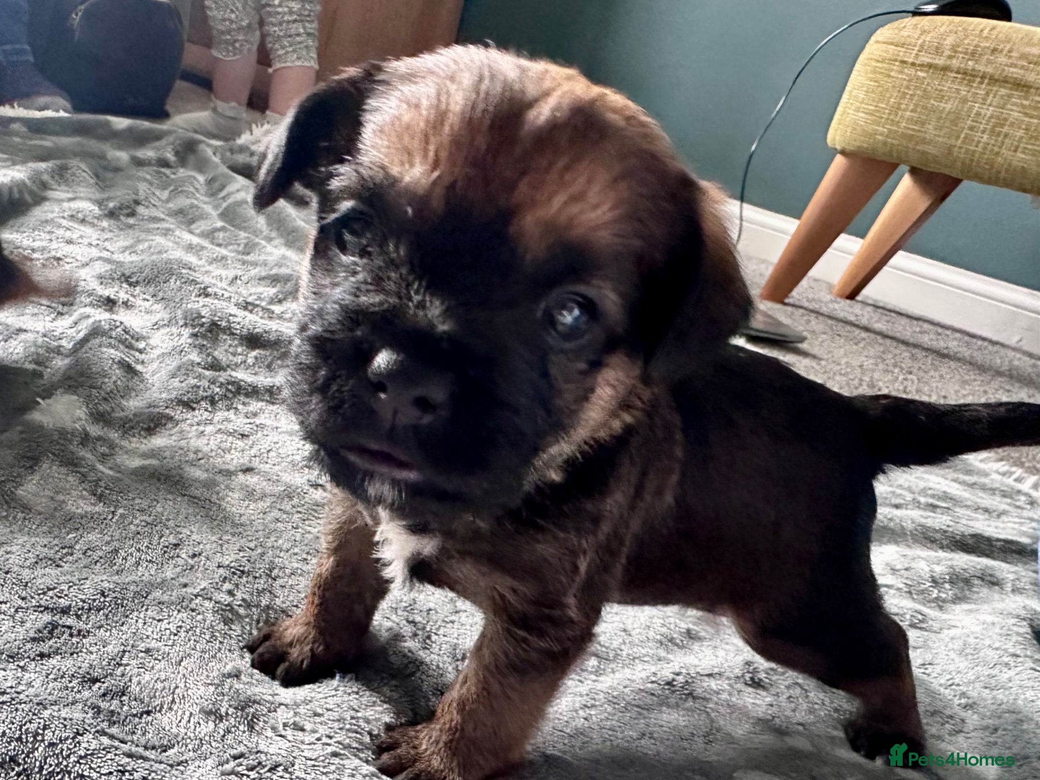 Border Terrier dogs for sale: KC Registered Slem clear Border Terrier Pups - Advert 4