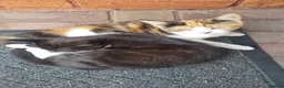 Domestic Shorthair cats for sale: Kittens available to a good home in Birmingham - Advert 1