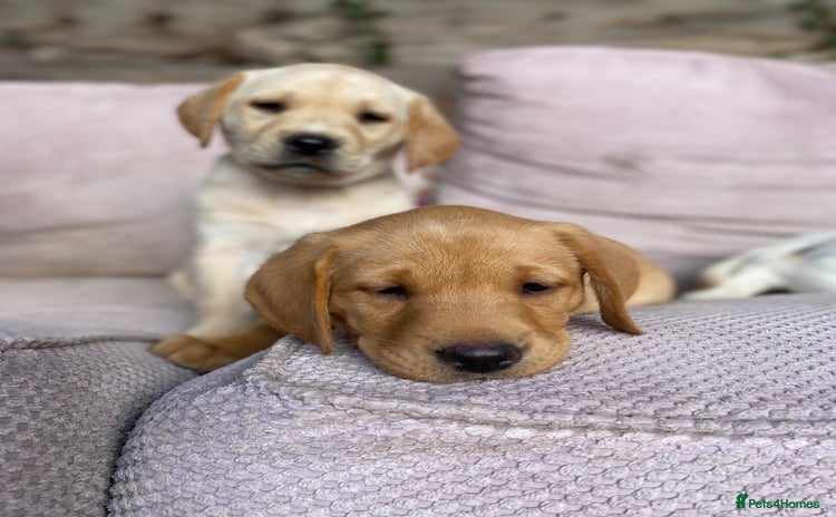 Labrador Retriever dogs - Advert 8
