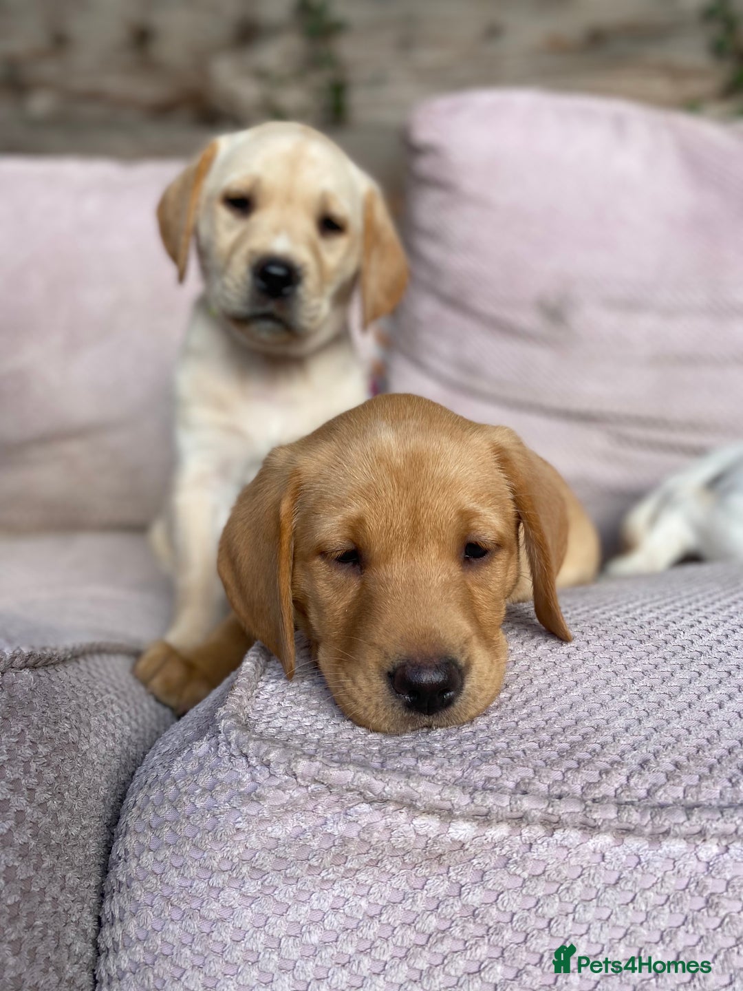 Labrador Retriever dogs for sale: Stunning Labrador Puppies - Image 1