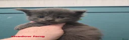 Maine Coon cats for sale: Blue & Blue Smoke Maine Coon Kittens Stunning Tica - Advert 13