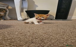 British Shorthair cats for sale: Beautiful Bengal x Calico Kittens - Image 15