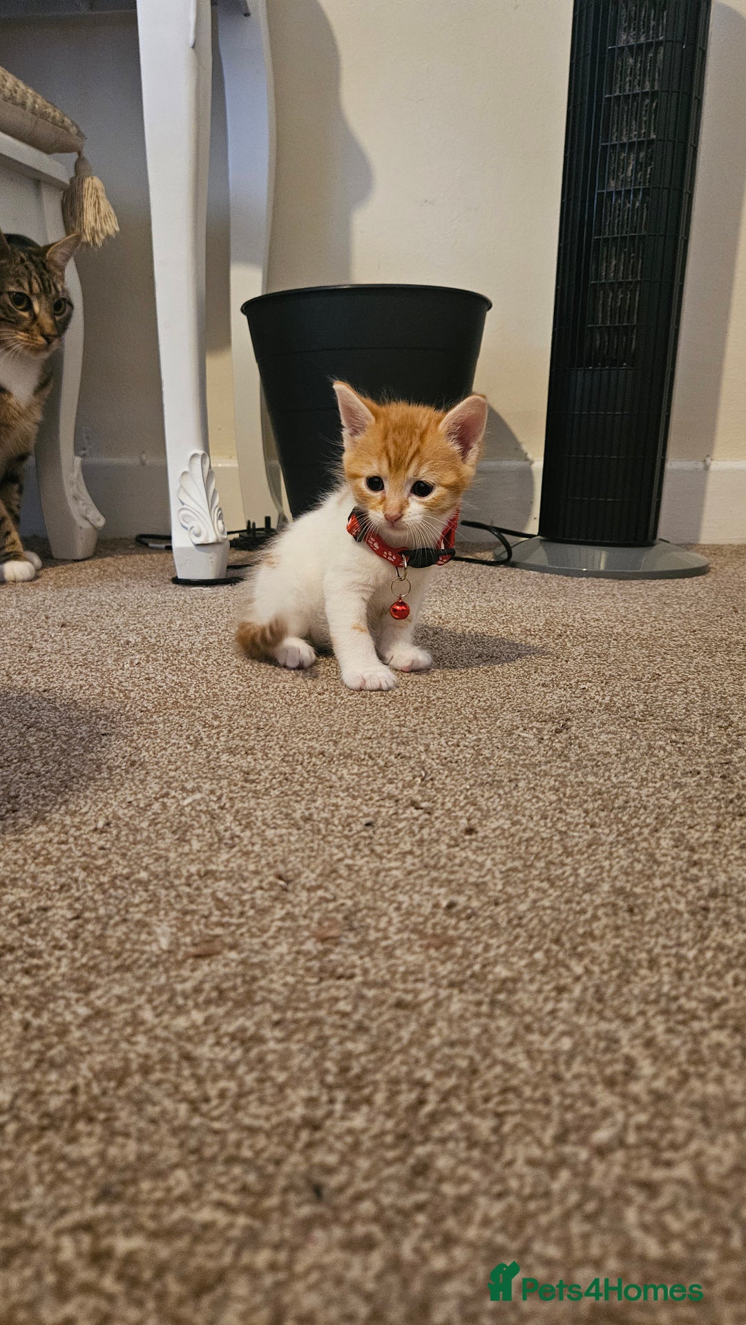 British Shorthair cats for sale: Beautiful Bengal x Calico Kittens - Image 15