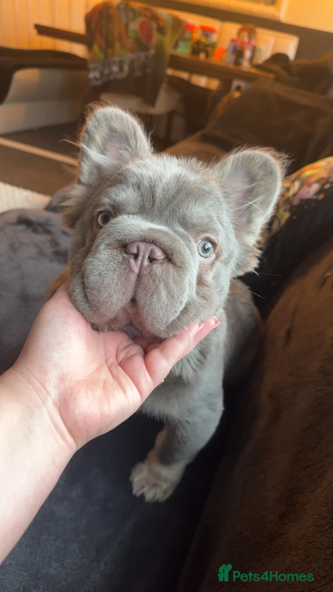 French Bulldog dogs for sale: Fluffy frenchie in Salford - Advert 1