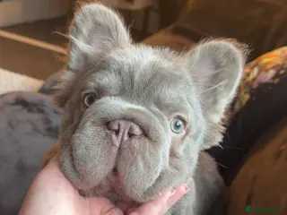 French Bulldog dogs Fluffy frenchie in Salford - Advert 1