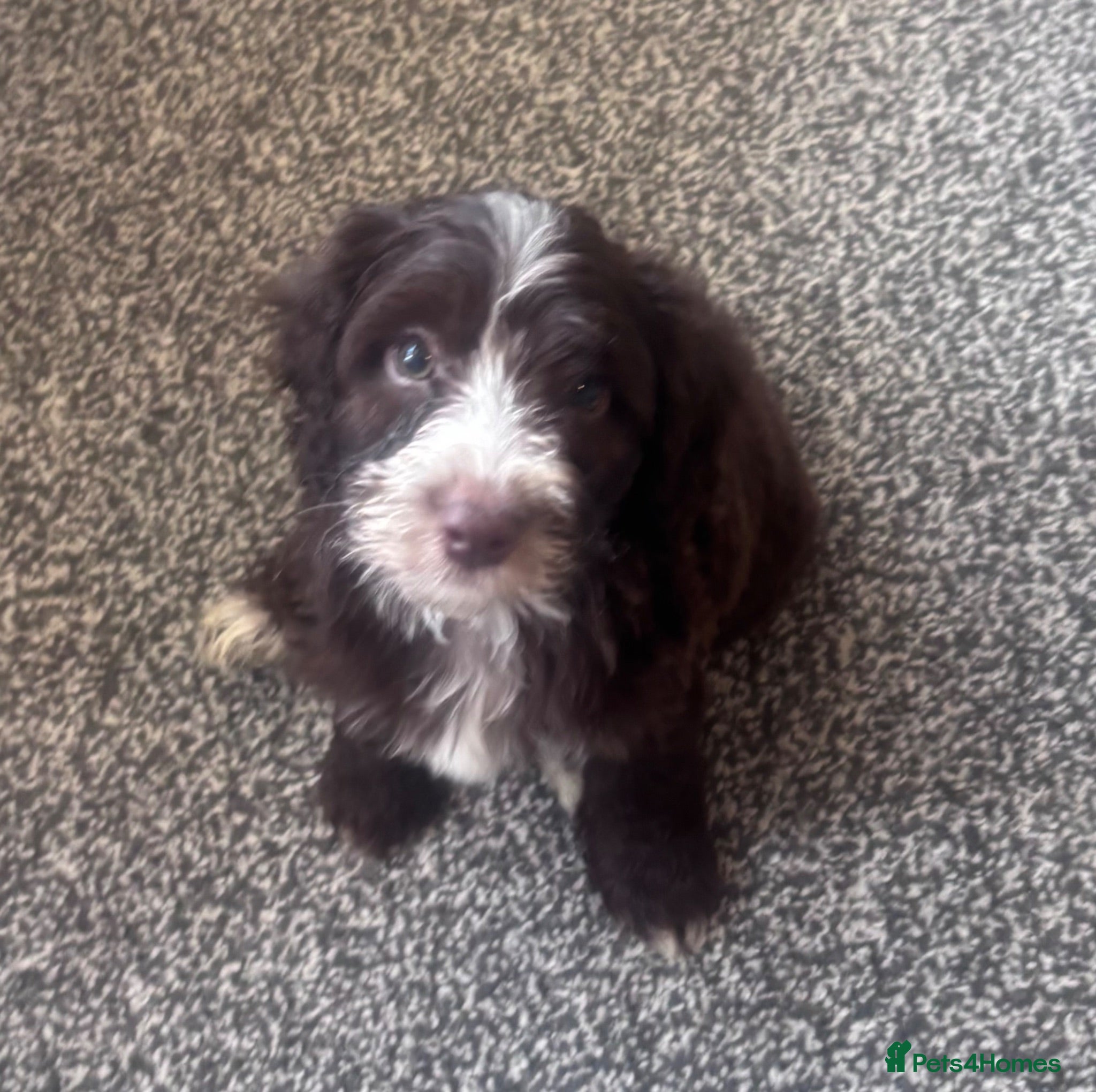 Cockapoo dogs READY TO LEAVE Beautiful f2 cockapoo pups  - Advert 7
