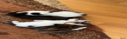 Mixed Breed cats for sale: My cat gave birth to cute 4 kittens  - Advert 6
