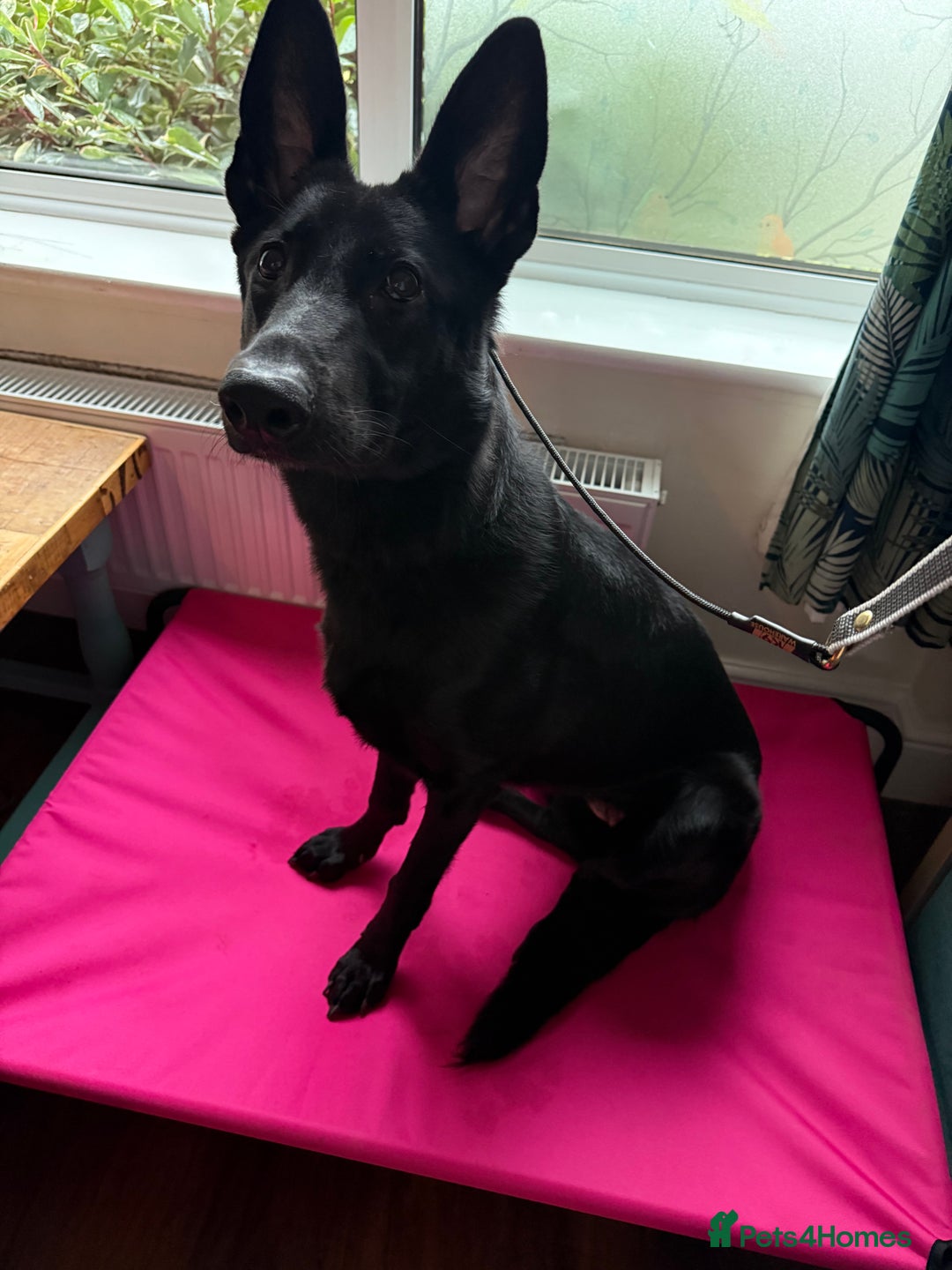 German Shepherd dogs for sale: Fully Trained Black German Shepherd - Advert 12