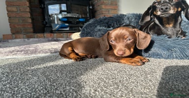 Miniature Dachshund dogs - Advert 2