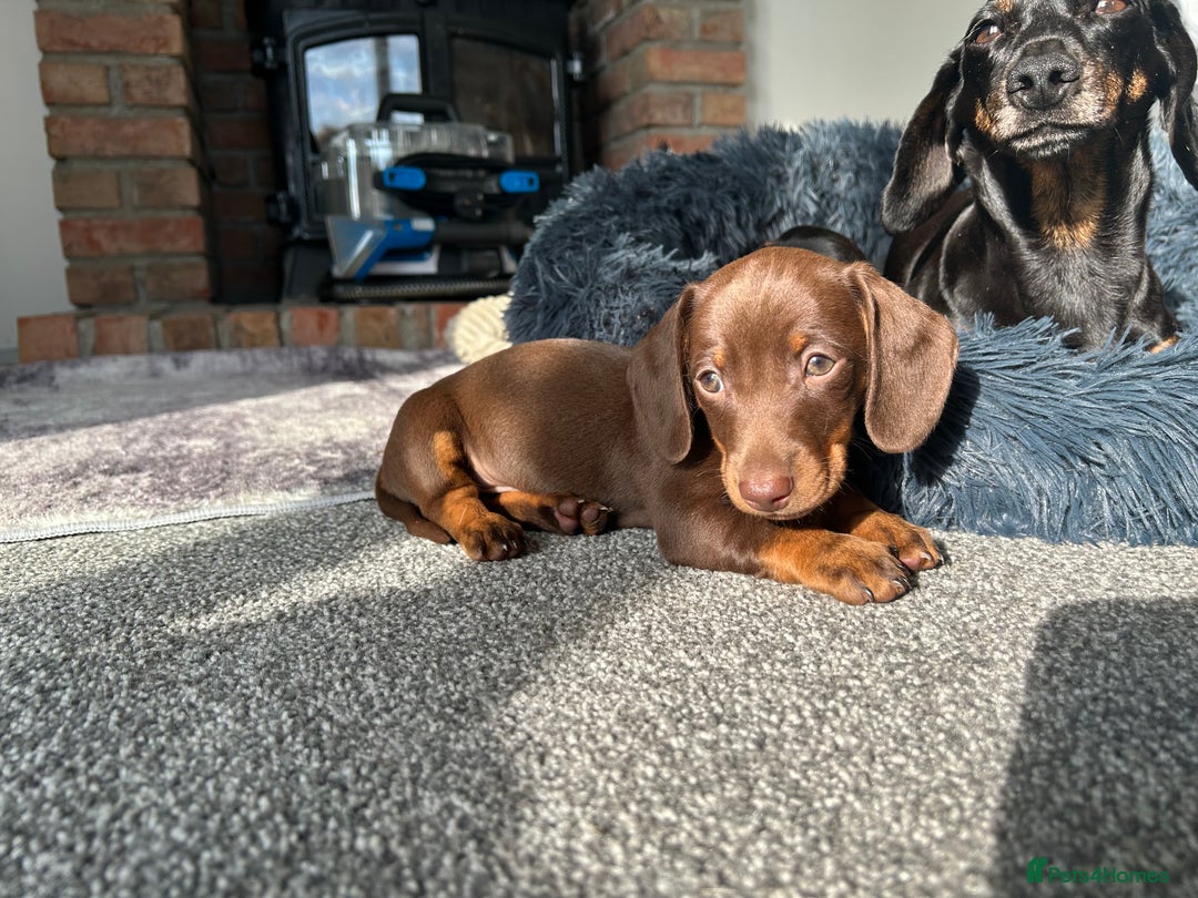 Miniature Dachshund dogs for sale:   🐾READY NOW🐾 | ONLY 1 BOY LEFT - Image 13
