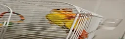 Conures birds for sale: Gorgeous Sun cheek conure with cage, Hand Tammed - Advert 4