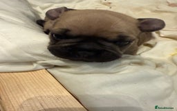 French Bulldog dogs for sale: Gorgeous Frenchie pups - Image 2