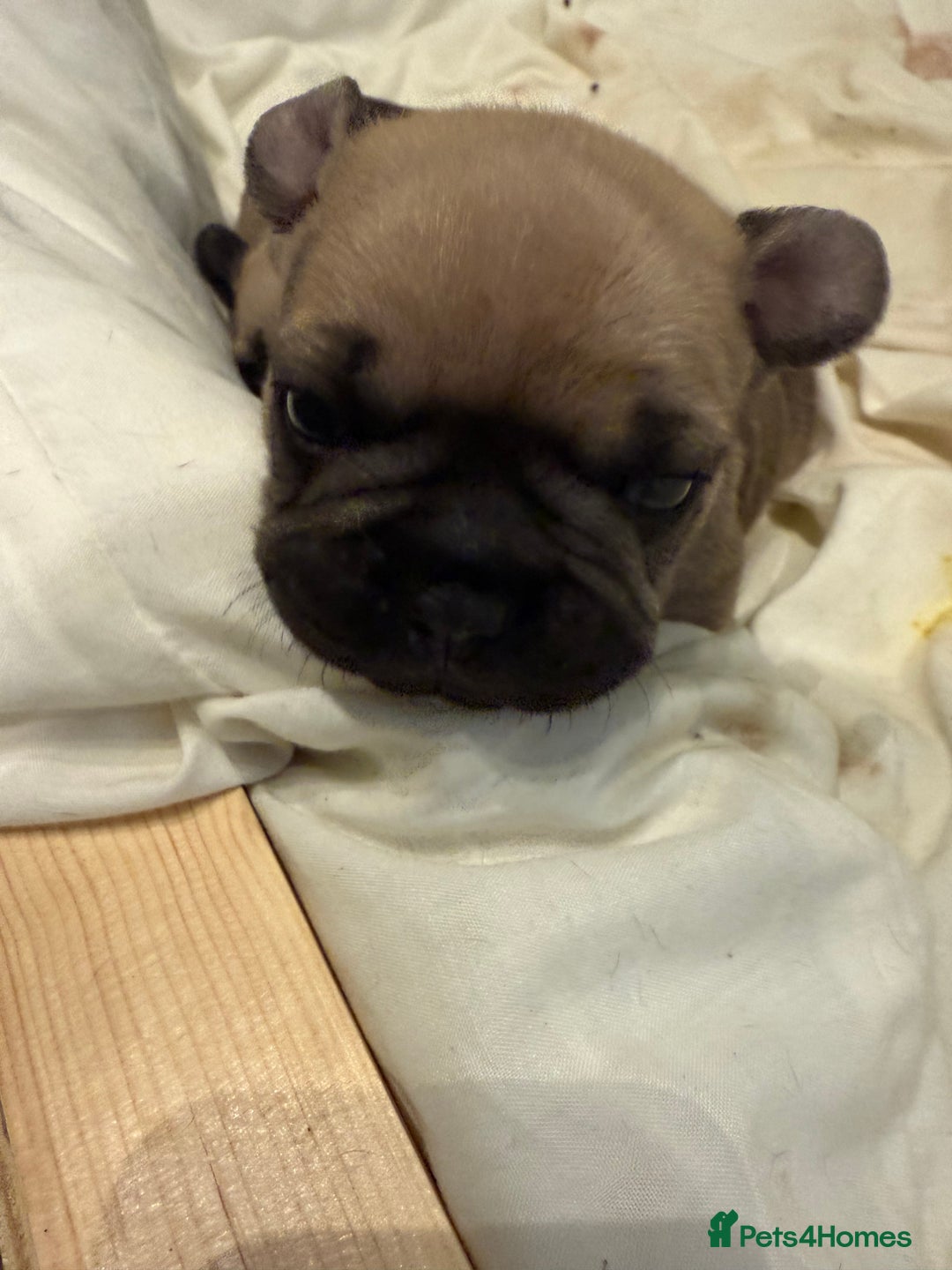 French Bulldog dogs for sale: Gorgeous Frenchie pups - Image 2