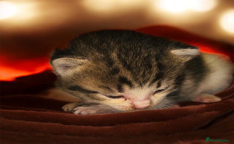 Domestic Shorthair cats - Advert 1