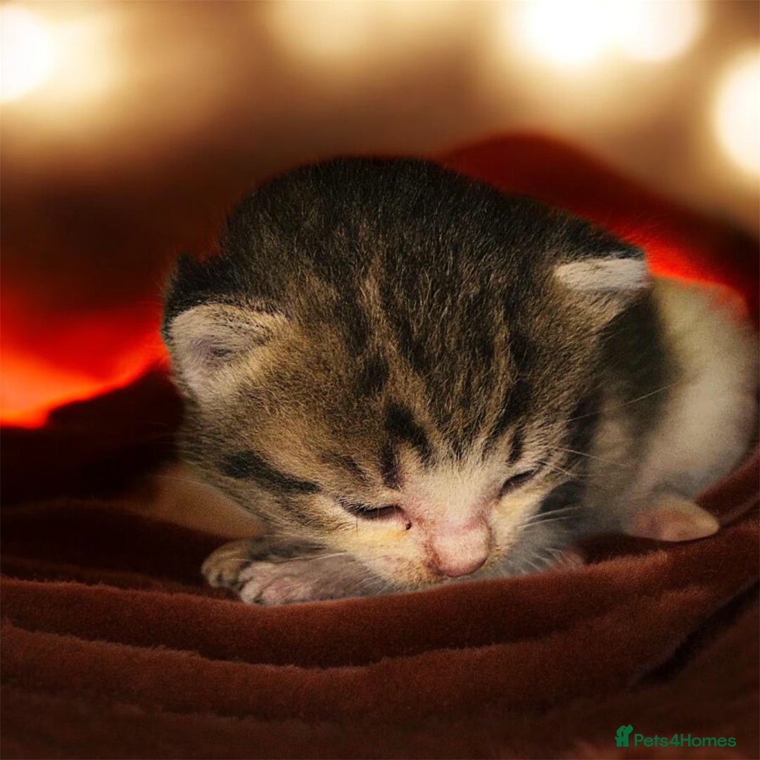 Domestic Shorthair cats for sale: Adorable Kittens! 🐾 - Image 1