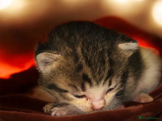 Domestic Shorthair cats for sale - Advert 1