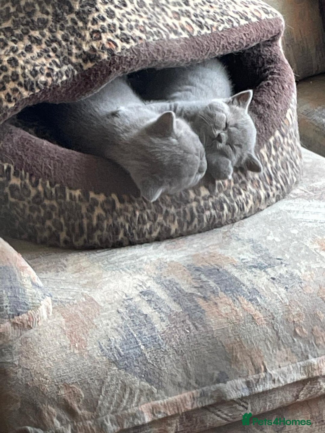 British Shorthair cats for sale: British Blue Shorthair Kittens - Image 3