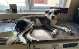 Mixed Breed dogs for adoption: Help us find Buddy a Home  - Image 15