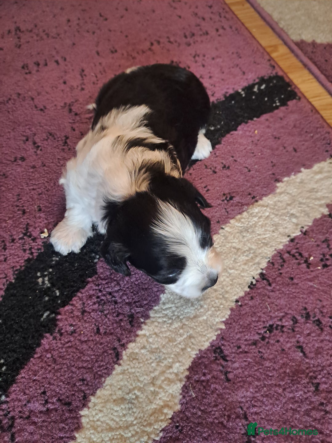 Bichon Frise dogs for sale: 4beautiful Bichon Frise puppies (3boys and 1 girl) - Image 2