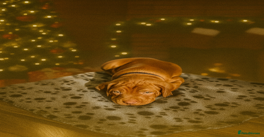 Hungarian Vizsla dogs 🏆🇭🇺 KC Registered Hungarian Vizsla Pups - Advert 8