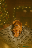 Hungarian Vizsla dogs 🏆🇭🇺 KC Registered Hungarian Vizsla Pups - Advert 2