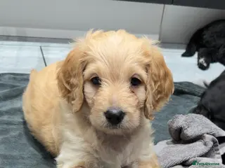 Mixed Breed dogs READY NEXT WEEK!! Stunning Litter of Bernadoodles - Advert 1